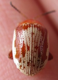 Sumac Flea Beetle